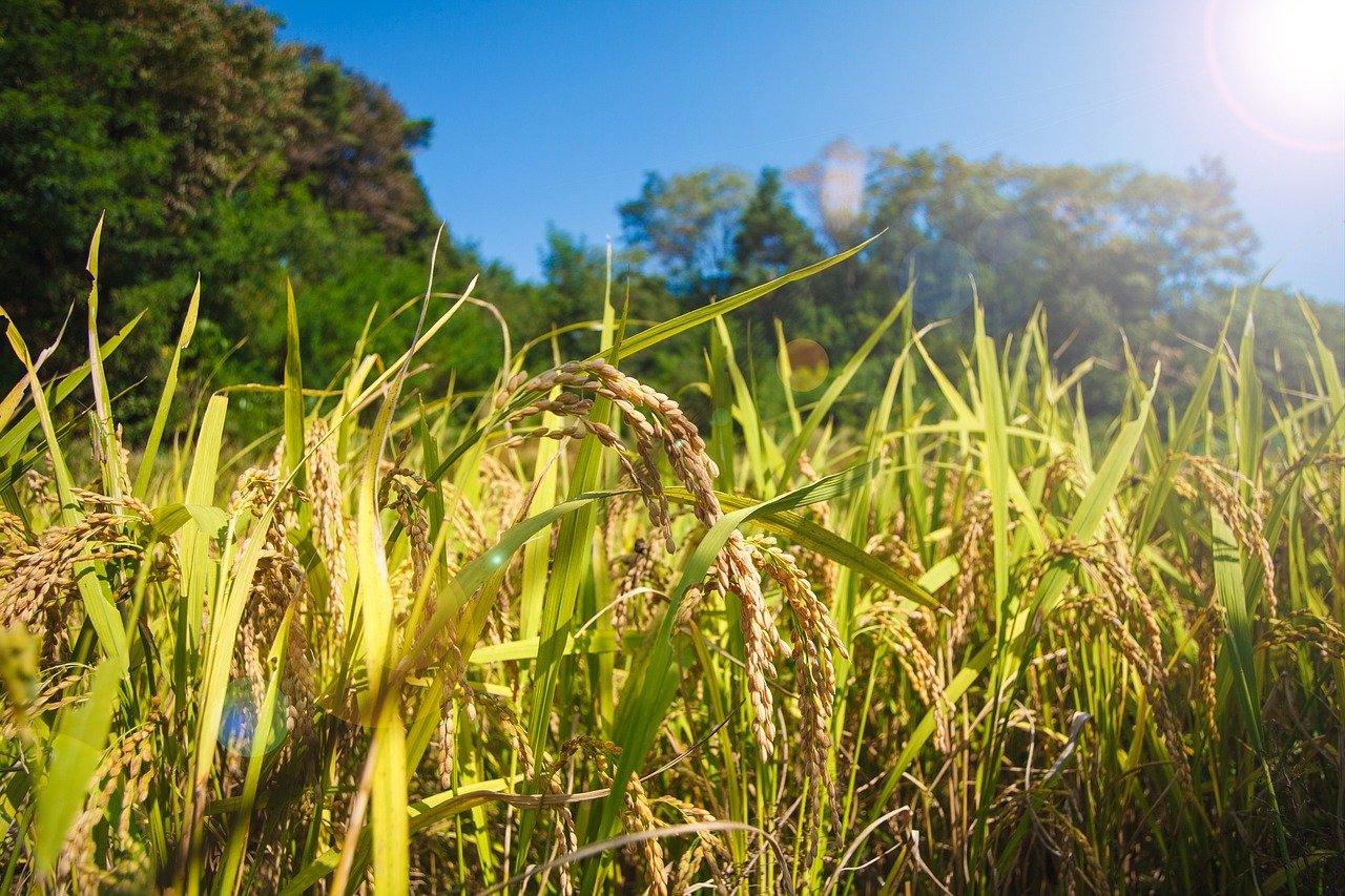 national kissan khady nigam)